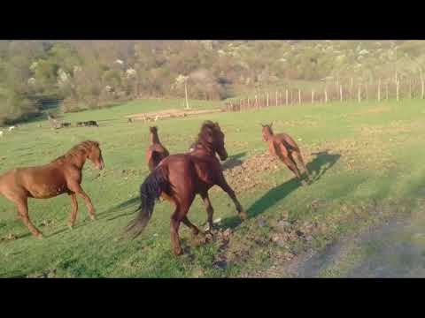 GEORGIA. ГРУЗИЯ.  ЛАПАНКУРИ - 2018г/  ლაფანყური. ლოპოტის ხეობა.